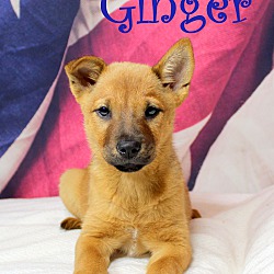 Thumbnail photo of Ginger~adopted! #1