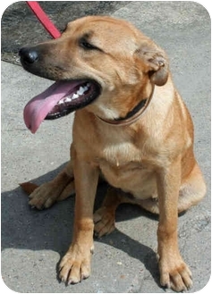 chow chow and beagle mix