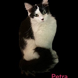 Photo of Petra