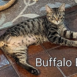 Thumbnail photo of Buffalo Billy - Special needs- Tripod #2
