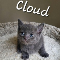 Thumbnail photo of Cloud #4