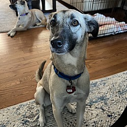 bonded pet photo