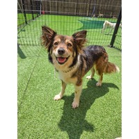 adopt-pet