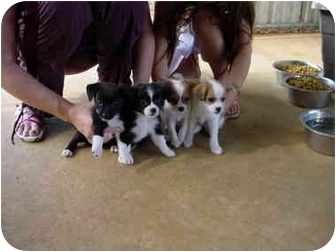 Cairo Ga Jack Russell Terrier Meet Pups 1 4 A Pet For Adoption