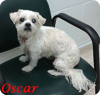 bichon pekingese mix puppies