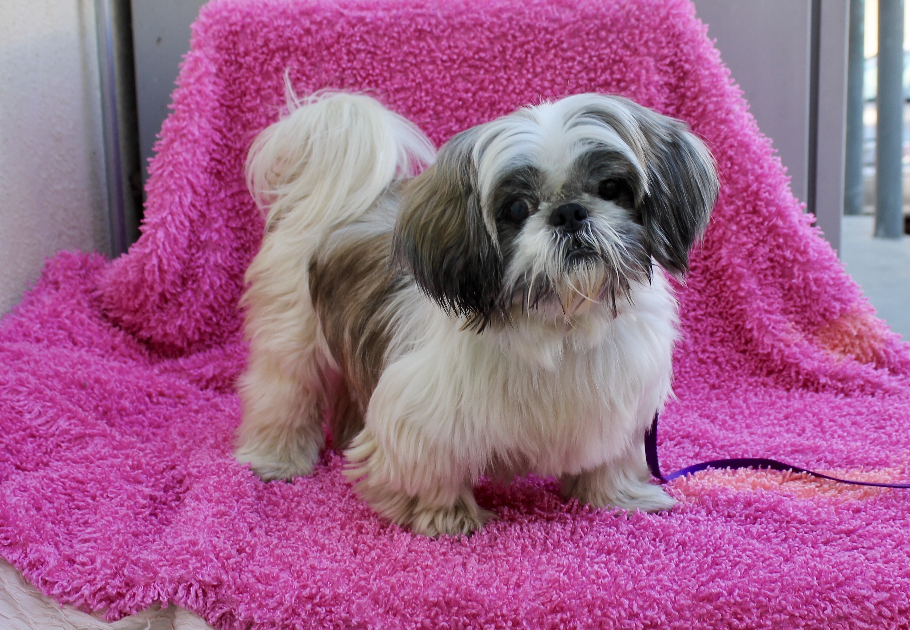 shih tzu adoption