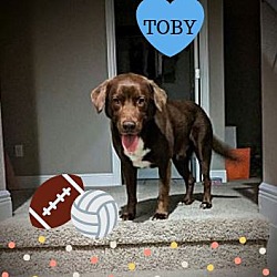 Photo of *Toby