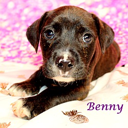 Thumbnail photo of Benny~adopted! #2