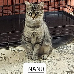 Photo of NANU (2 YRS 7 LBS)