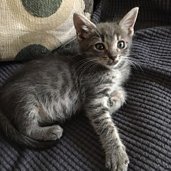 Thumbnail photo of Kitten Gray #1