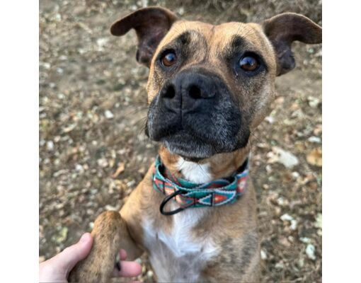 Council Bluffs, IA - Boxer/American Pit Bull Terrier. Meet Feyre a Pet ...