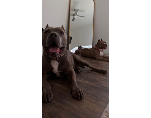 South San Francisco, CA - Staffordshire Bull Terrier. Meet King and ...