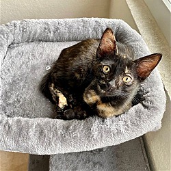 Thumbnail photo of EMERALD Hemingway Baby Tortie #1