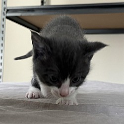 Thumbnail photo of Curious Kitten #3