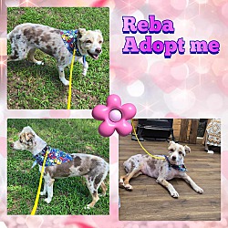 Thumbnail photo of Reba #4