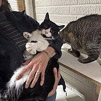adopt a pet