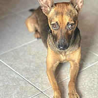 adopt a pet