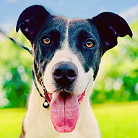 adopt a pet