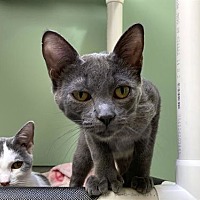 adopt a pet