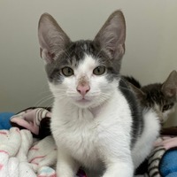 adopt-pet