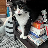 adopt a pet