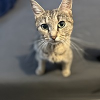 MAMA BELL - Domestic Shorthair available for adoption