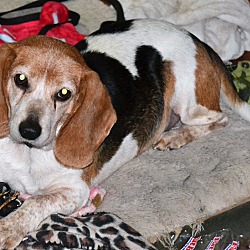 Thumbnail photo of Beagle Bailey #2