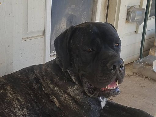 Killeen Tx Mastiff Meet Jaeger A Pet For Adoption