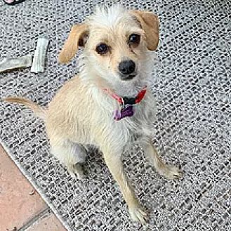 doggie doorbell petsmart