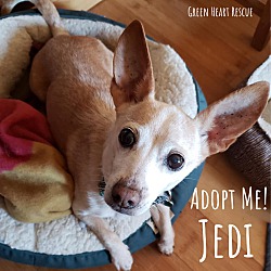 Thumbnail photo of Jedi #1
