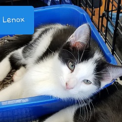 Thumbnail photo of Lenox #1