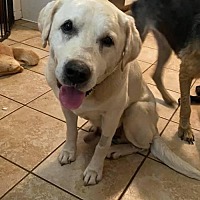 Available Pets At Charming Pet Rescue Mn In Minneapolis Minnesota