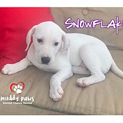 Thumbnail photo of Beagle Litter: Snowflake NO LONGER ACCEPTING APPLICATIONS #3