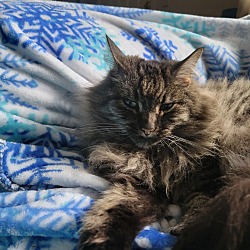 Photo of Marigold (Mary)