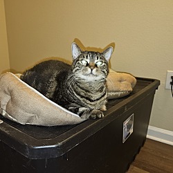 Photo of Marbles the Tabby Cat