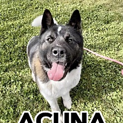 Thumbnail photo of Acuna #2