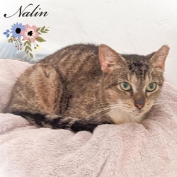 Thumbnail photo of Nalin #4