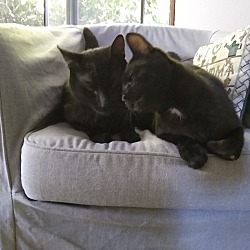 Photo of Barn Cat 1 & 2