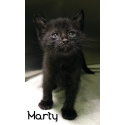 Thumbnail photo of Marty #2