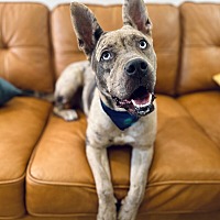 adopt a pet