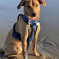 adopt a pet