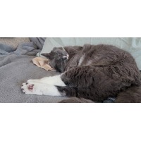 adopt-pet