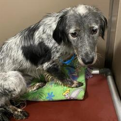 Davis County Animal Care and Control in Fruit Heights, Utah