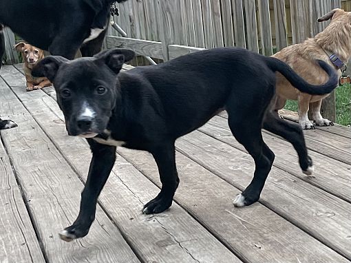 aurora-il-labrador-retriever-meet-holly-a-pet-for-adoption