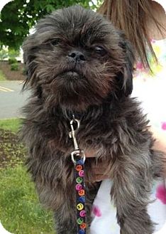 Conway Nh Shih Tzu Meet Ramie A Pet For Adoption