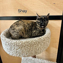 Photo of Shay