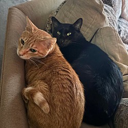 bonded pet photo