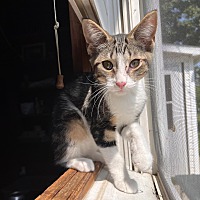 adopt a pet