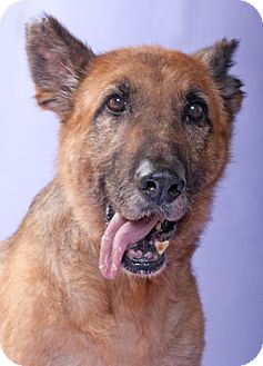 german shepherd rescue chicago german shepherd rescue chicago