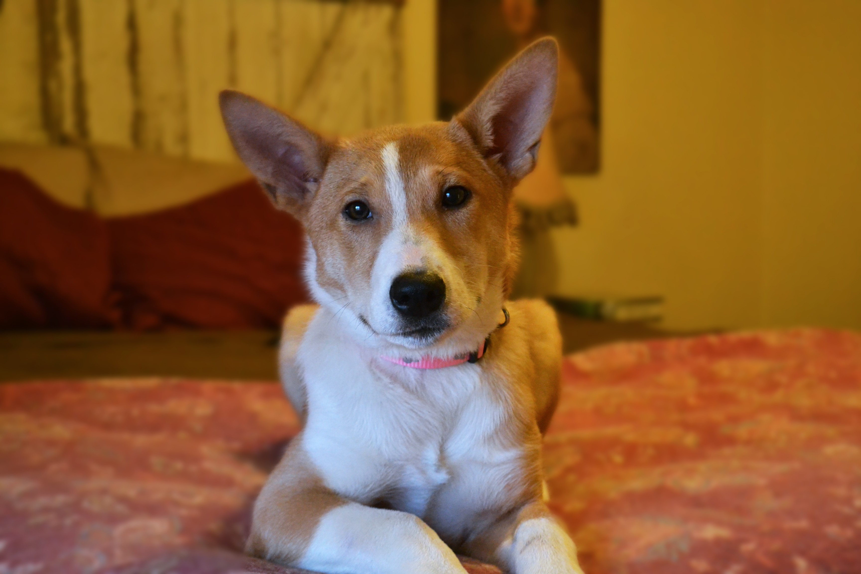 basenji shiba inu